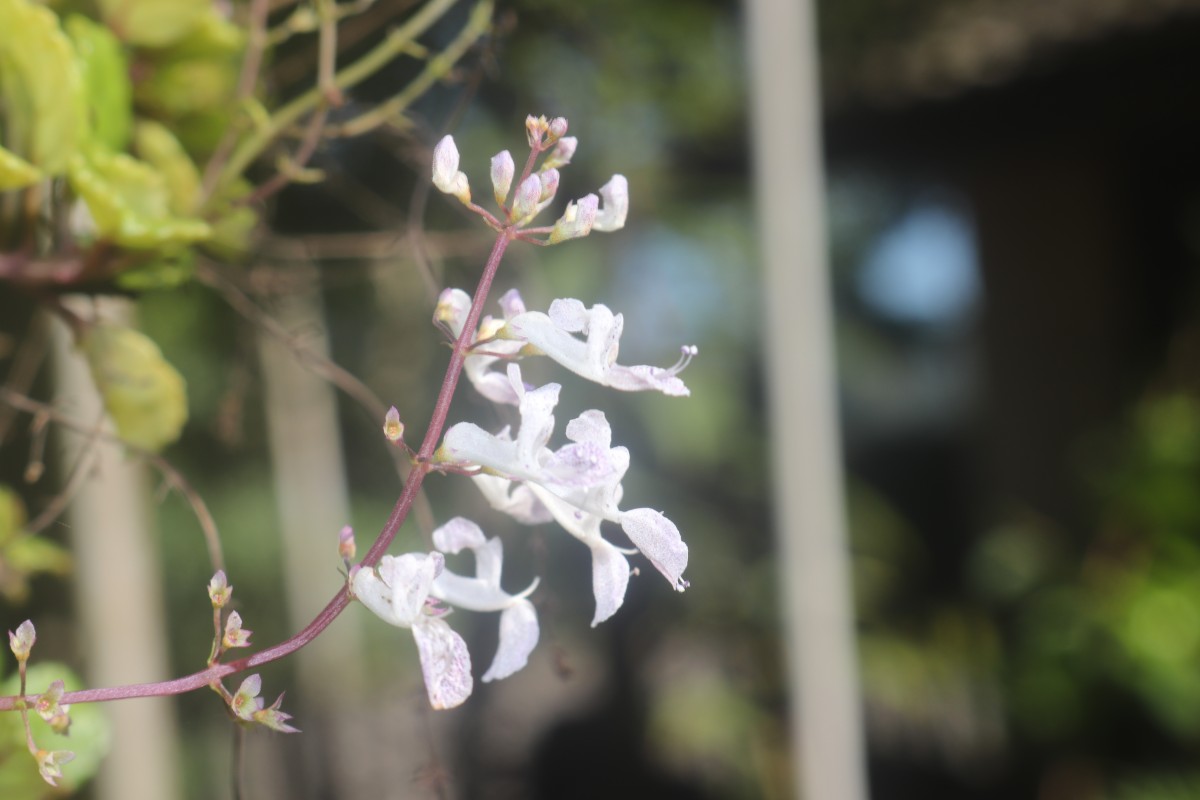 Plectranthus verticillatus (L.f.) Druce